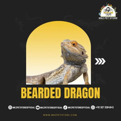 Bearded Dragon MKZ