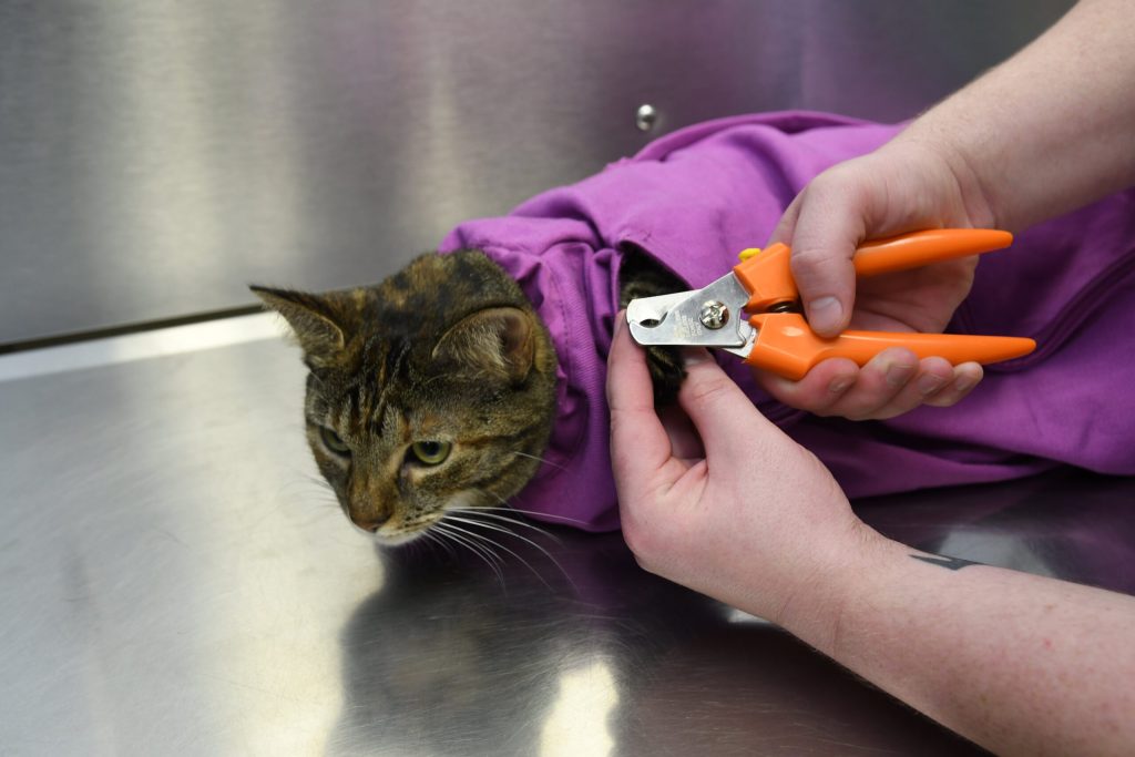 cat-nail-trimming-mkzpetstore