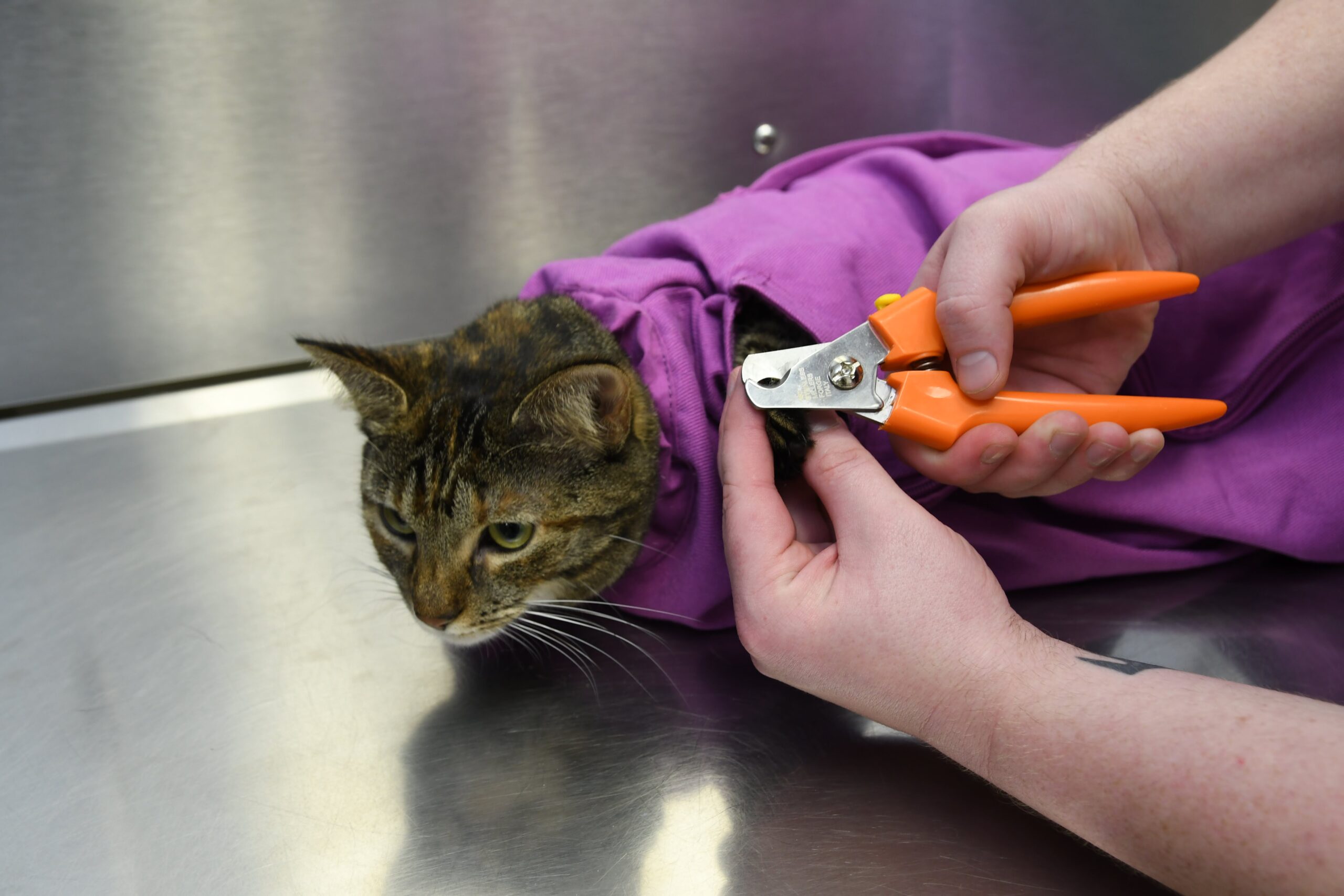 cat-nail-trimming-mkzpetstore