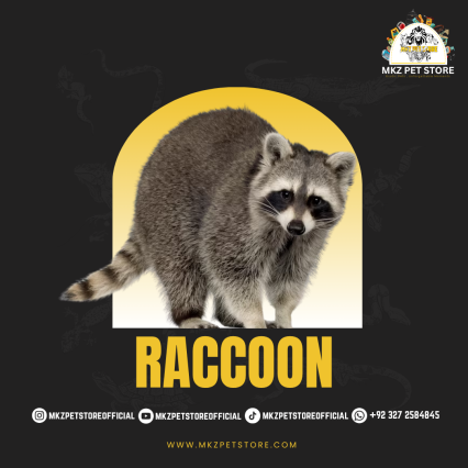 RACCOON MKZ PET STORE