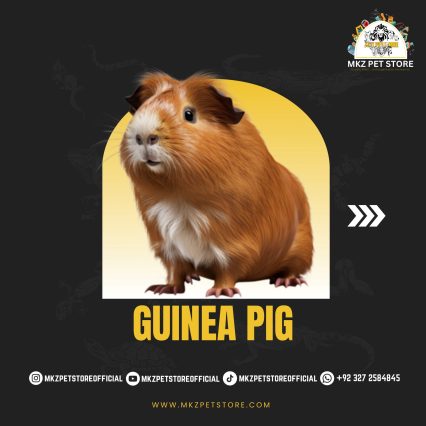 Guinea Pig MKZ