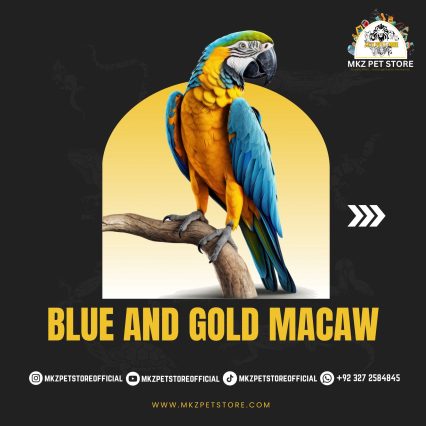 MACAW MKZ PET STORE