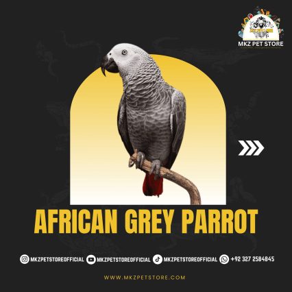 African Grey Parrot MKZ PET STORE