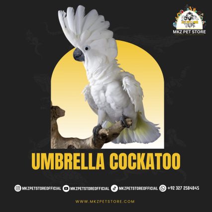 Umbrella Cockatoo MKZ PET STORE