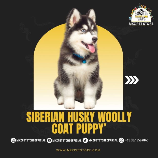 Siberian Husky Woolly Coat Puppy's