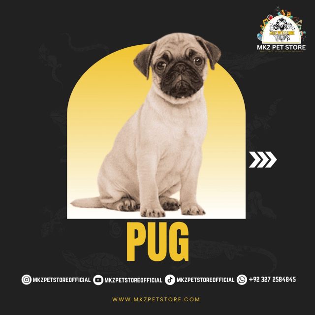 Pug MKZ