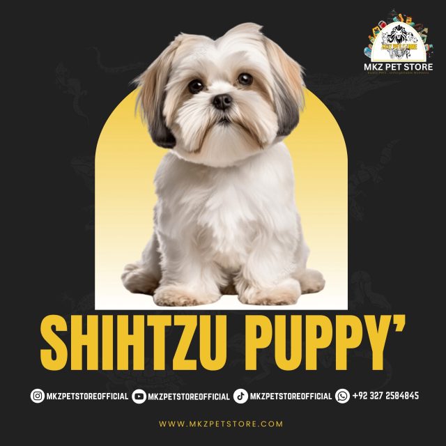 Shihtzu Puppy's MKZ
