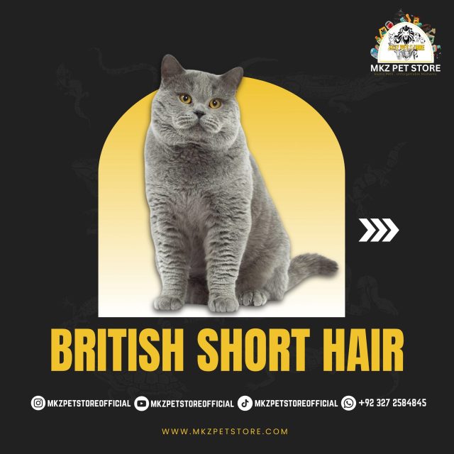 British Short Hair MKZ
