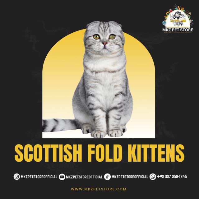 Scottish Fold Kittens MKZ