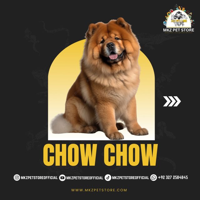 Chow Chow MKZ
