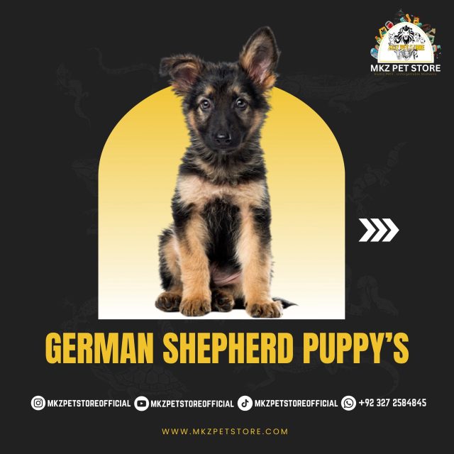 German Shepherd Puppy's MKZ