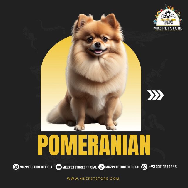 Pomeranian