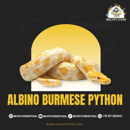 Burmese Python MKZ M