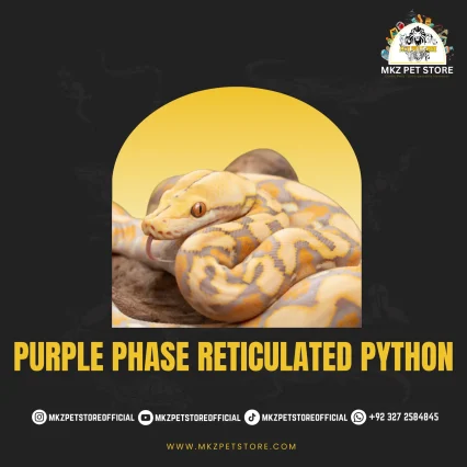 Reticulated Python MKZ