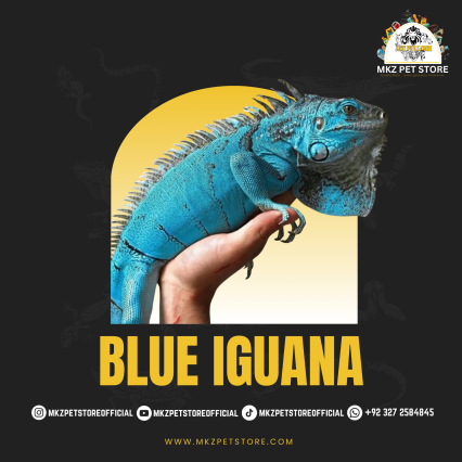 Blue Iguana MKZ