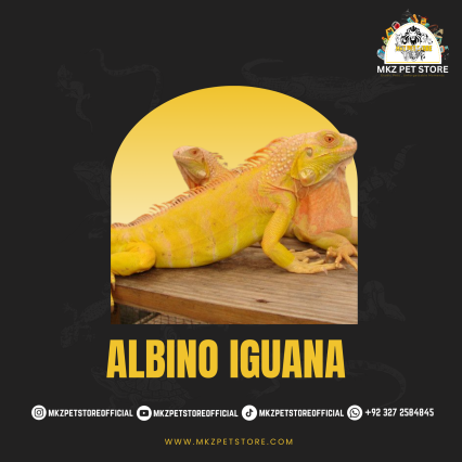 Albino Iguana MKZ