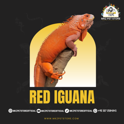 Red Iguana MKZ