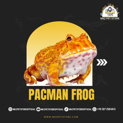 Pacman Frog MKZ