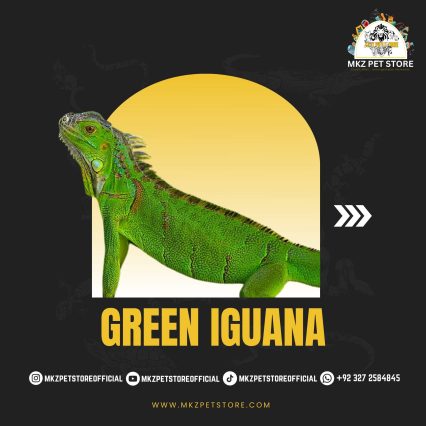 Green Iguana MKZ