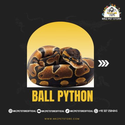 Ball Python MKZ