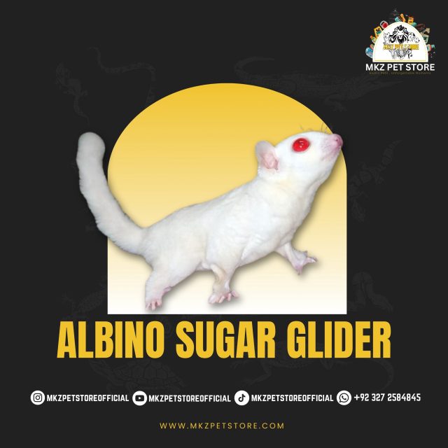 Albino Sugar Glider MKZ