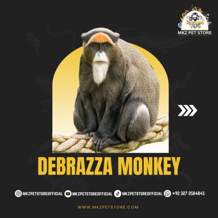 Debrazza Monkey MKZ