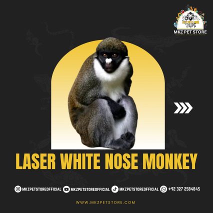 Laser White Nose Monkey MKZ