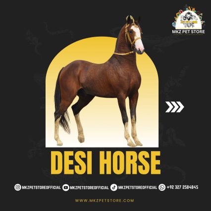Desi horse MKZ