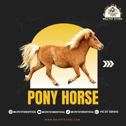 PONY HORSE MKZ