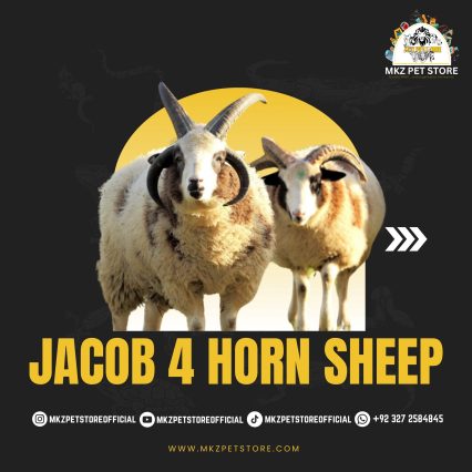 Jacob 4 Horn Sheep MKZ