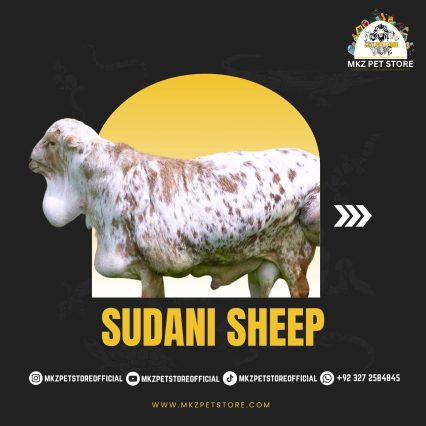 Sudani Sheep MKZ