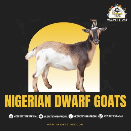 Nigerian Dwarf Goats
