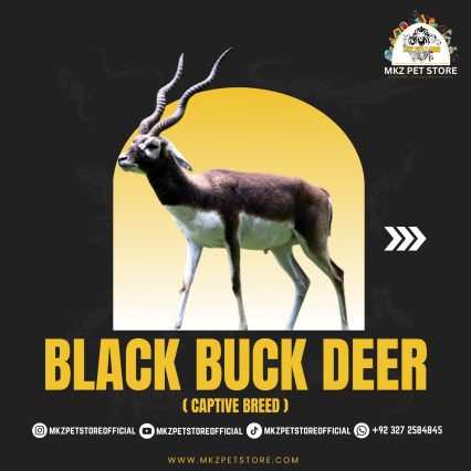 Black Buck Deer Pair (Captive Breed) MKZ