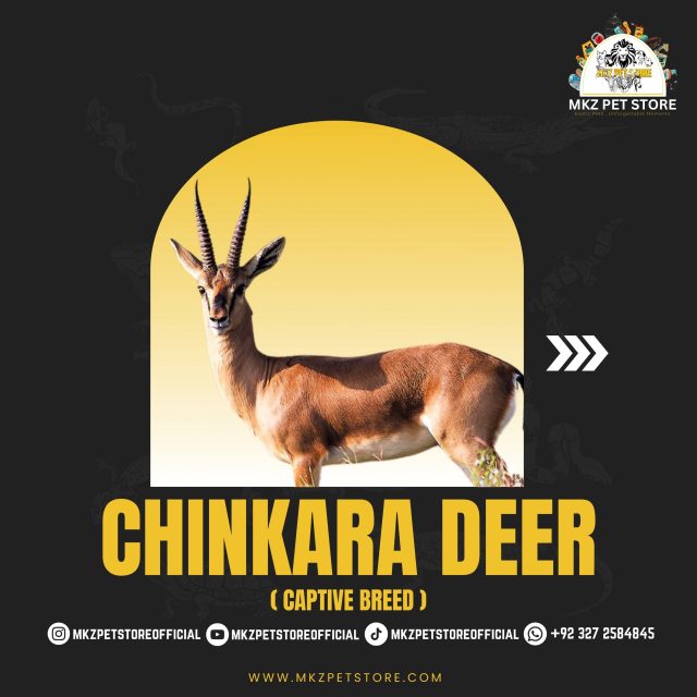 Chinkara Deer Pair (Captive Breed) MKZ