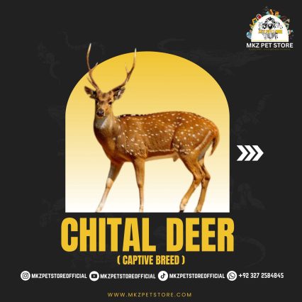 Chital Deer Pair (Captive Breed) MKZ