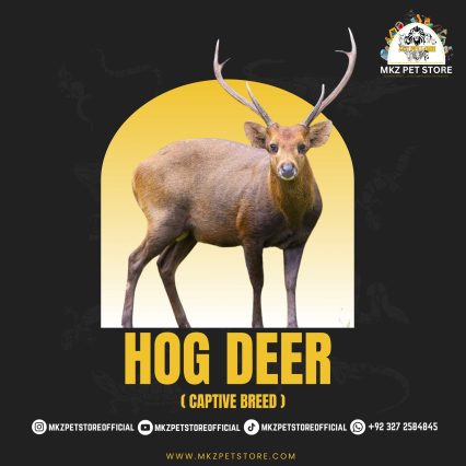 Hog Deer Pair (Captive Breed) MKZ