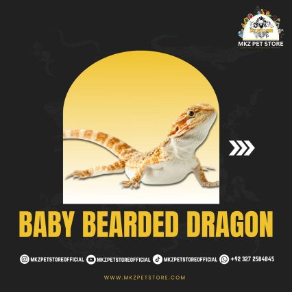 Baby Bearded Dragon MKZ