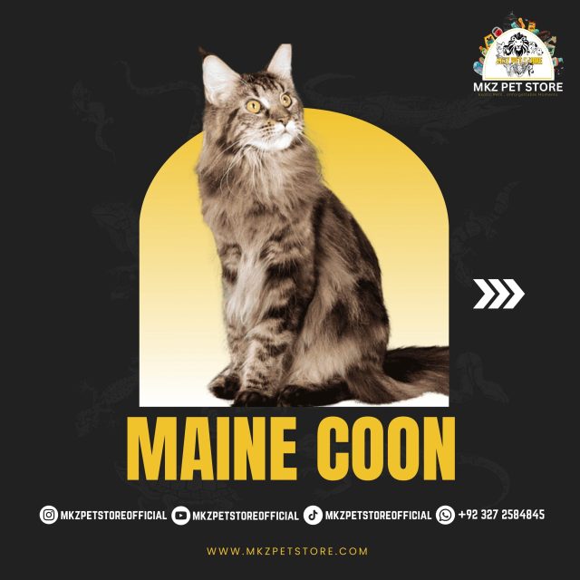 Maine Coon MKZ PET STORE