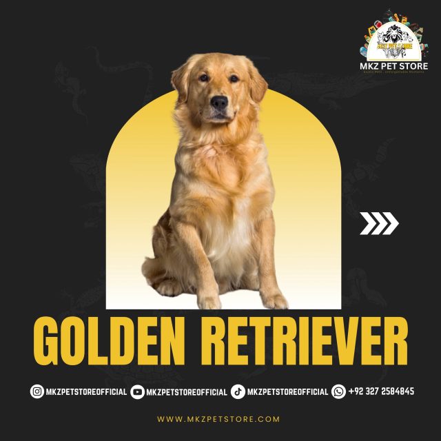 Golden Retriever MKZ