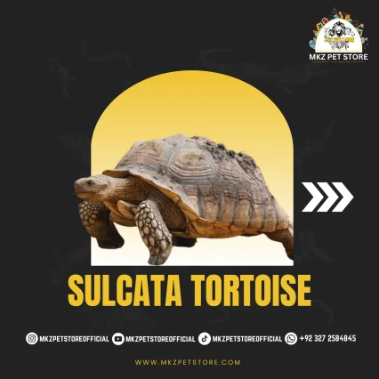 Sulcata Tortoise Baby MKZ
