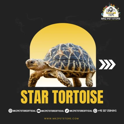 Star Tortoise Baby MKZ