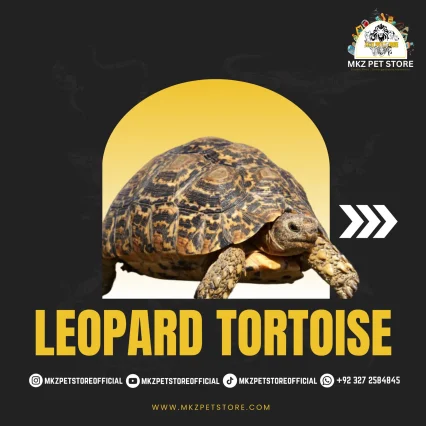 Leopard Tortoise Baby MKZ