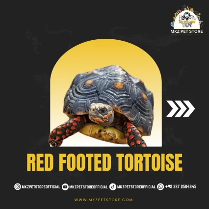 Red Footed Tortoise Baby MKZ
