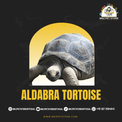 Aldabra Tortoise Baby MKZ