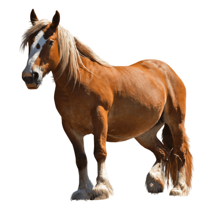 Horses