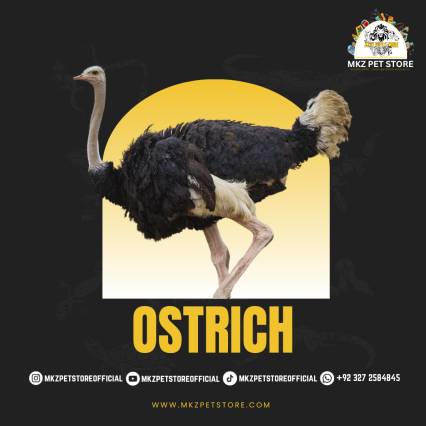 OSTRICH MKZ PET STORE