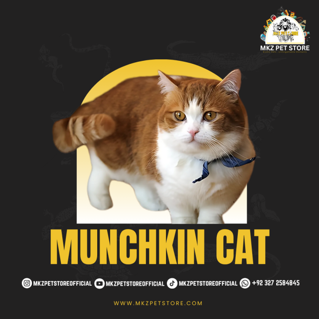 MUNCHKIN CAT MKZ PET STORE