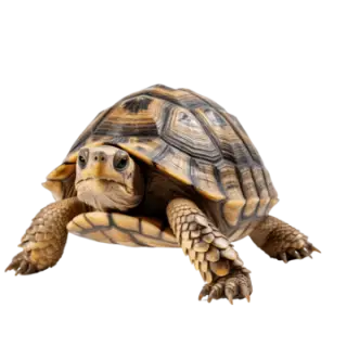 Tortoise