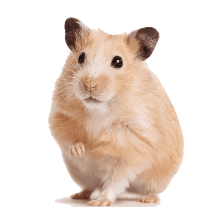 Rodents