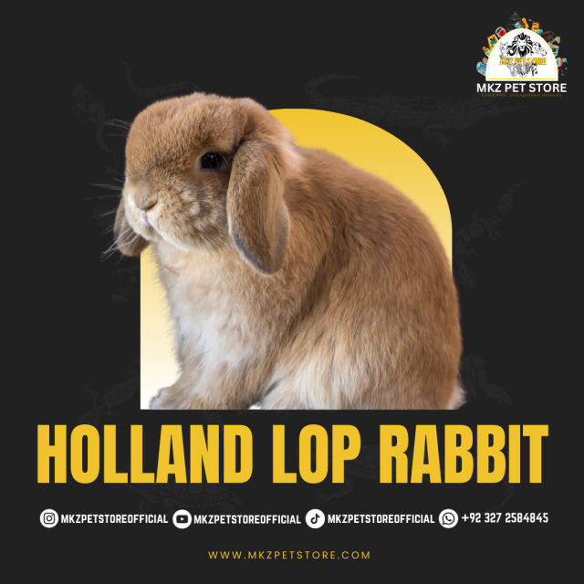Holland Lop Rabbit MKZ,